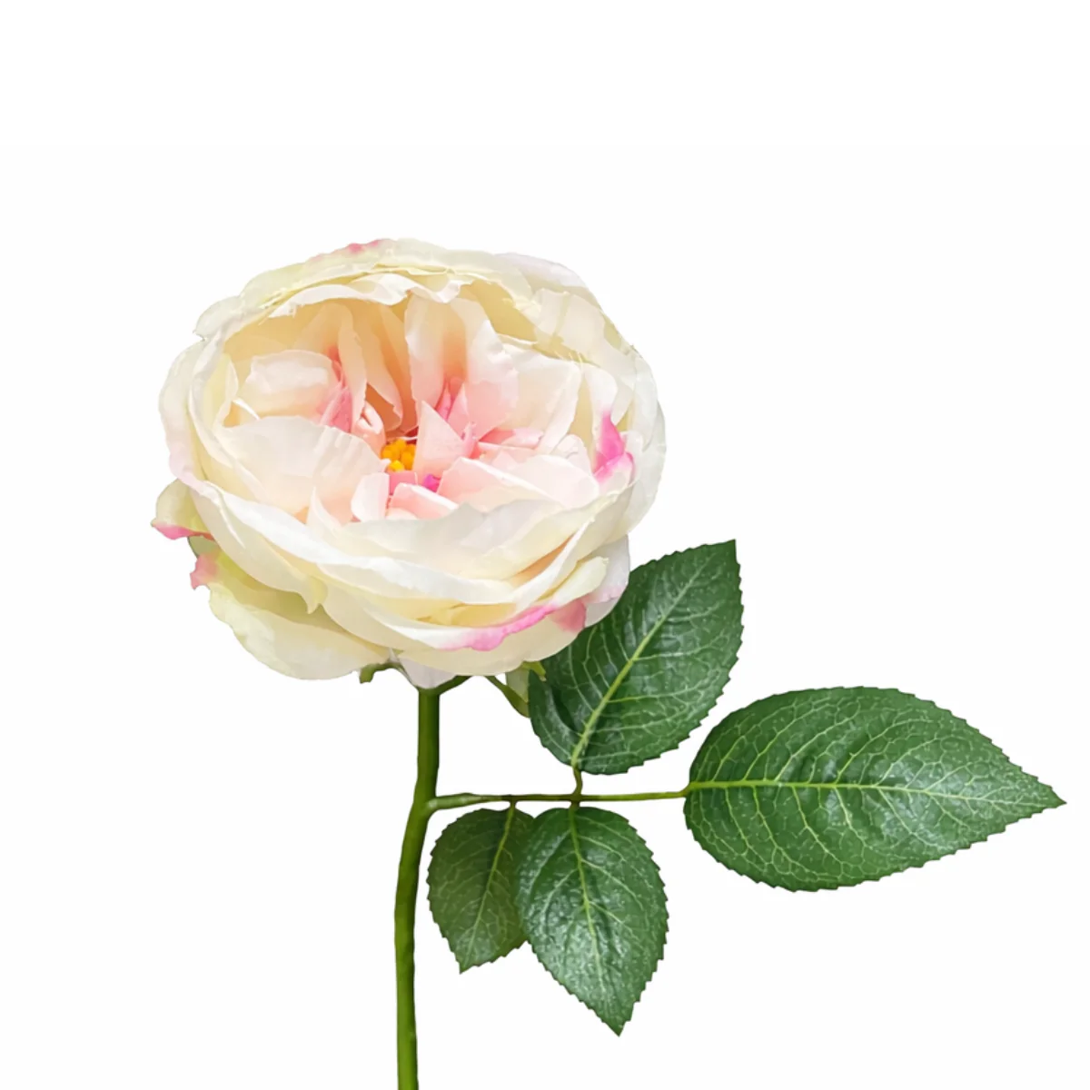 Tige de rose Maria Waterproof ouverte - Image 6