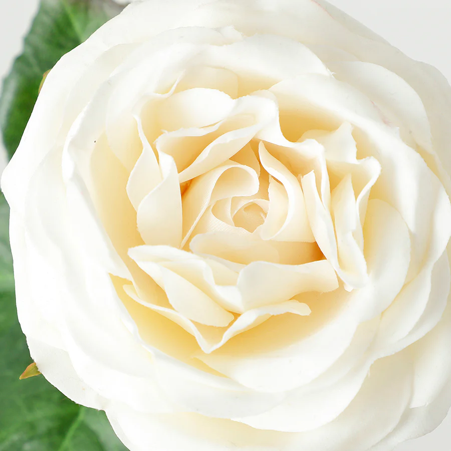 Tige de Rose ouverte avec bourgeons Premium 55cm - Image 8