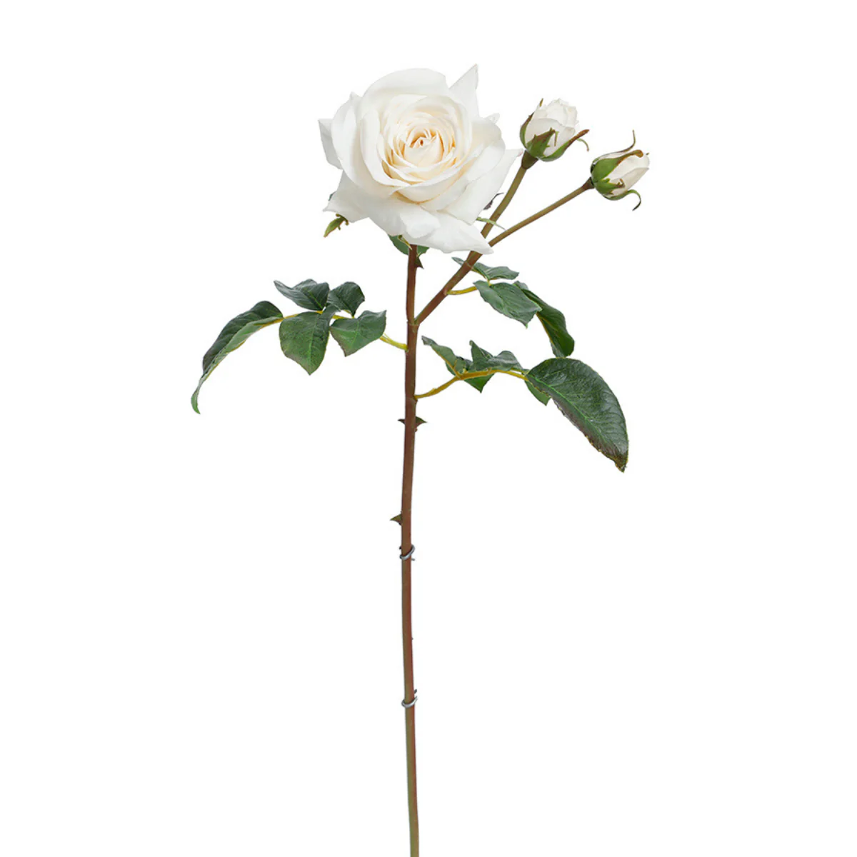 Tige de Rose ouverte avec bourgeons Premium 56cm - Image 10