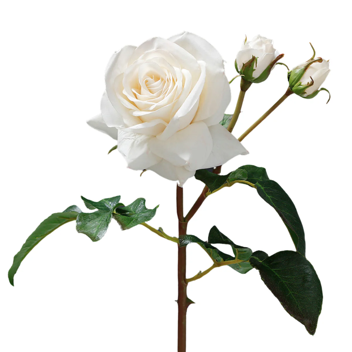 Tige de Rose ouverte avec bourgeons Premium 56cm - Image 6