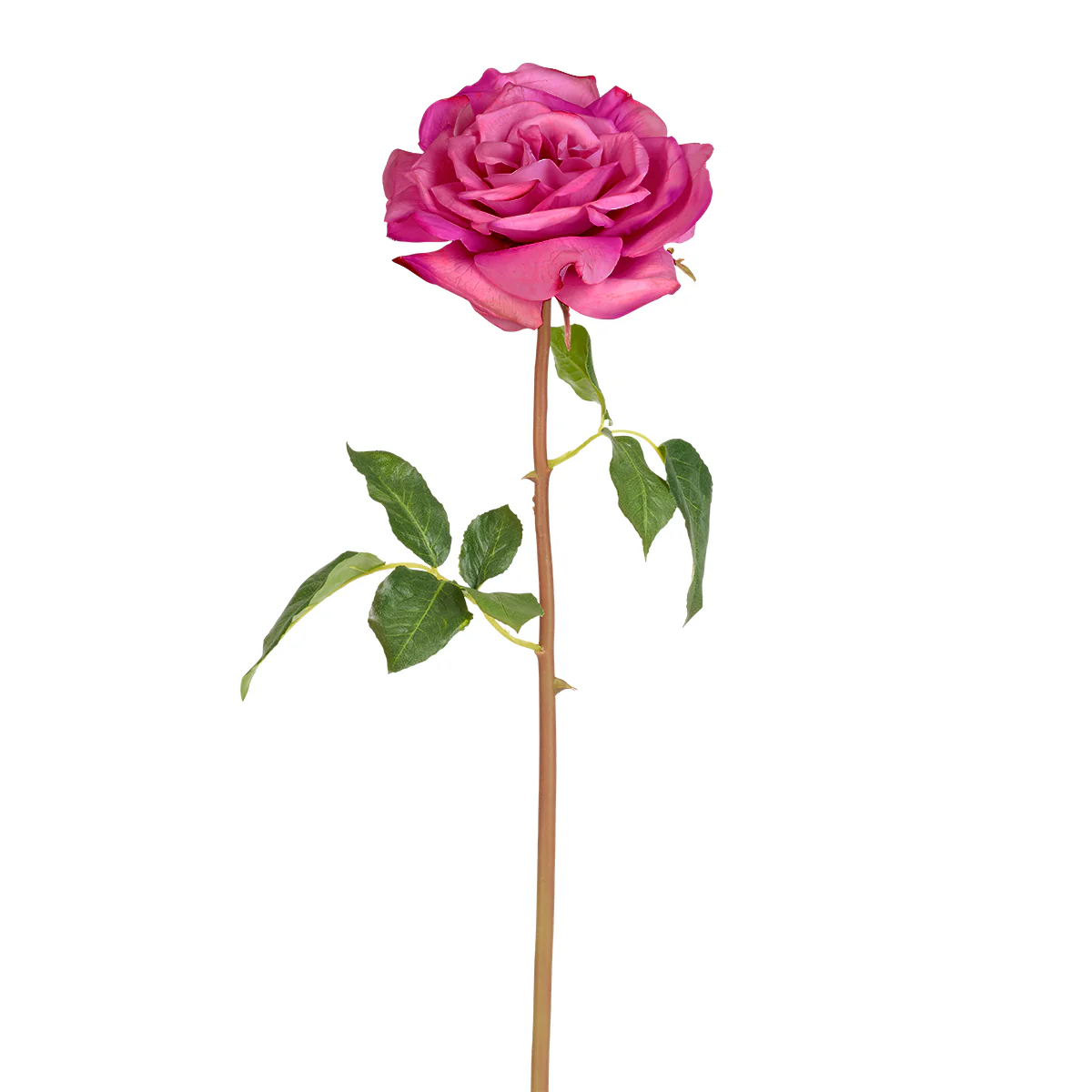 Tige de Rose Premium 50 cm - Image 5