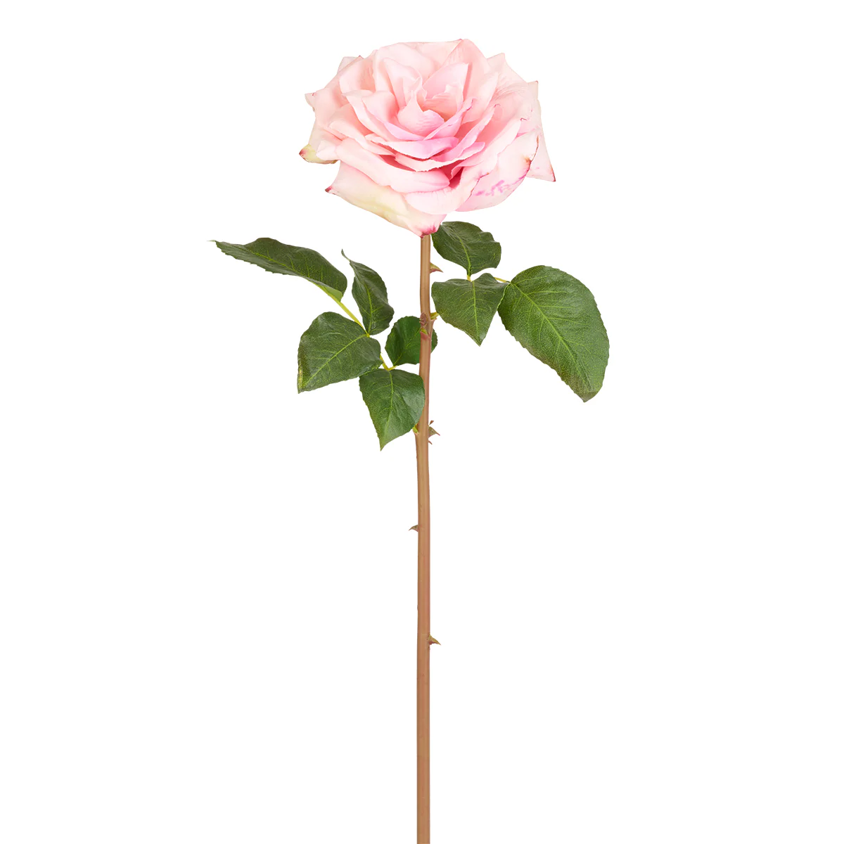 Tige de Rose Premium 50 cm - Image 6