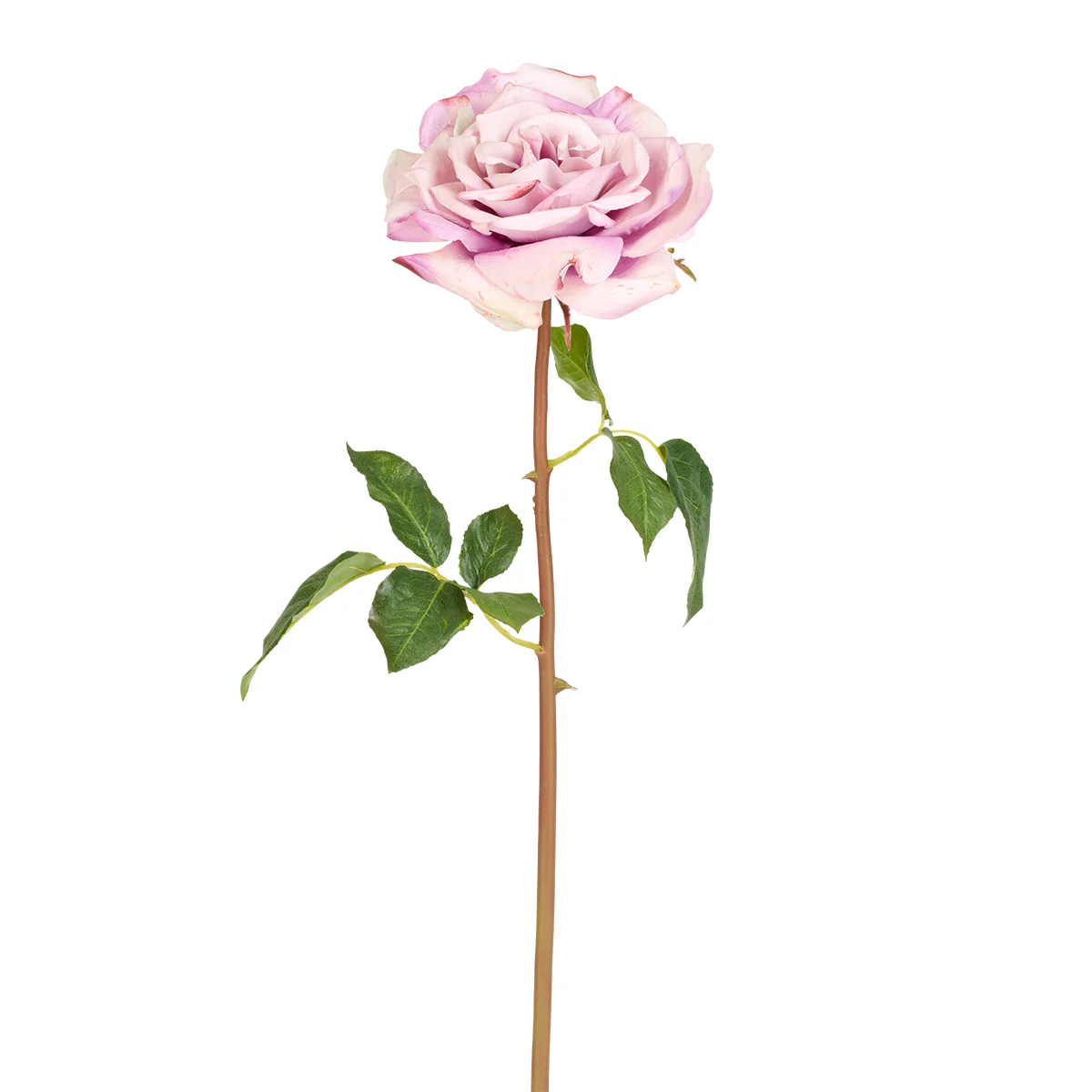Tige de Rose Premium 50 cm - Image 7