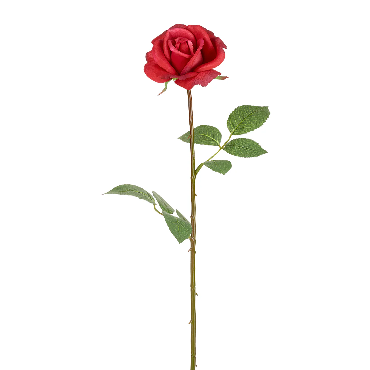 Tige de Rose Sophia - Image 10