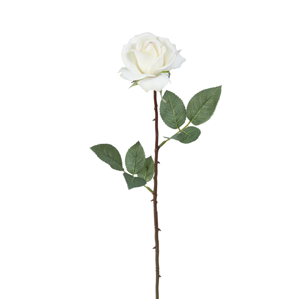 Tige de Rose Sophia - Image 3