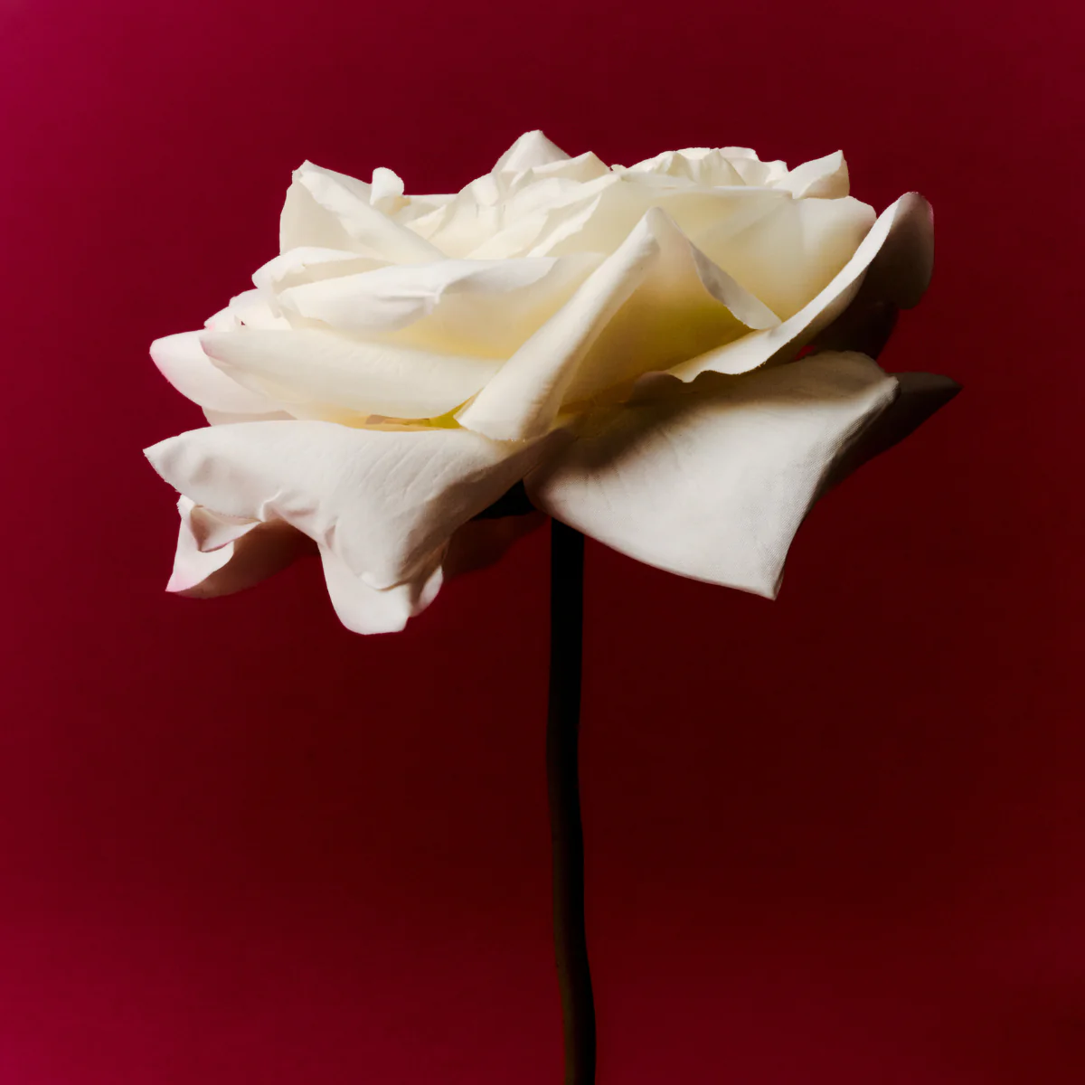 Tige de Rose Sophia - Image 4
