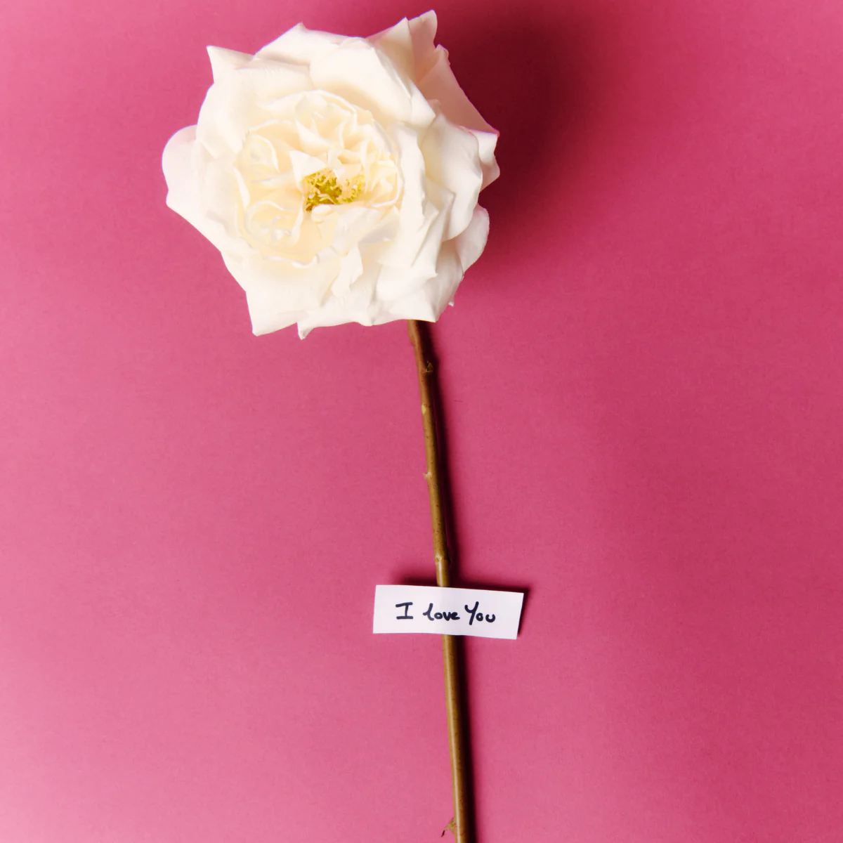 Tige de Rose Sophia - Image 5