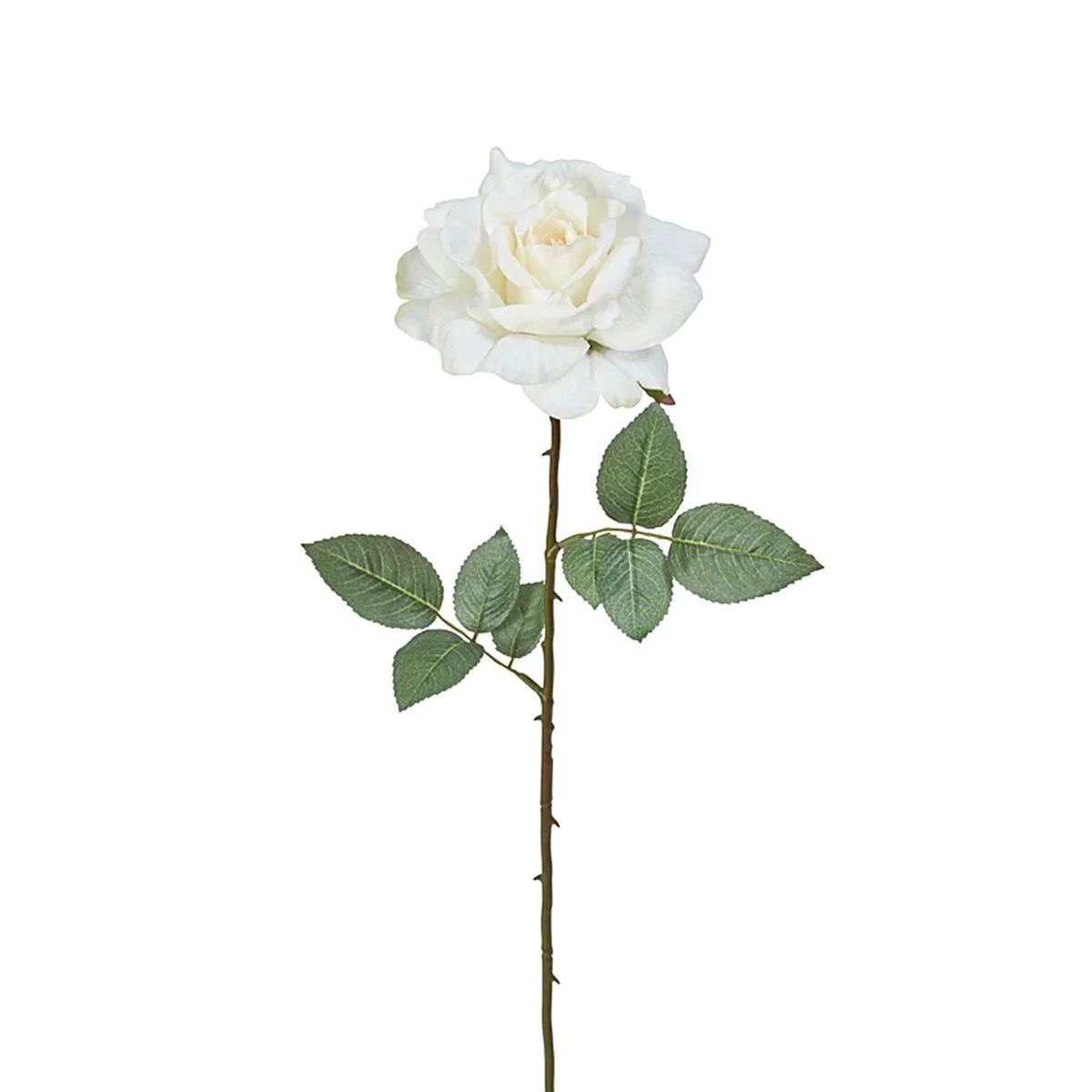 Tige de Rose Sophie fermée - Image 5