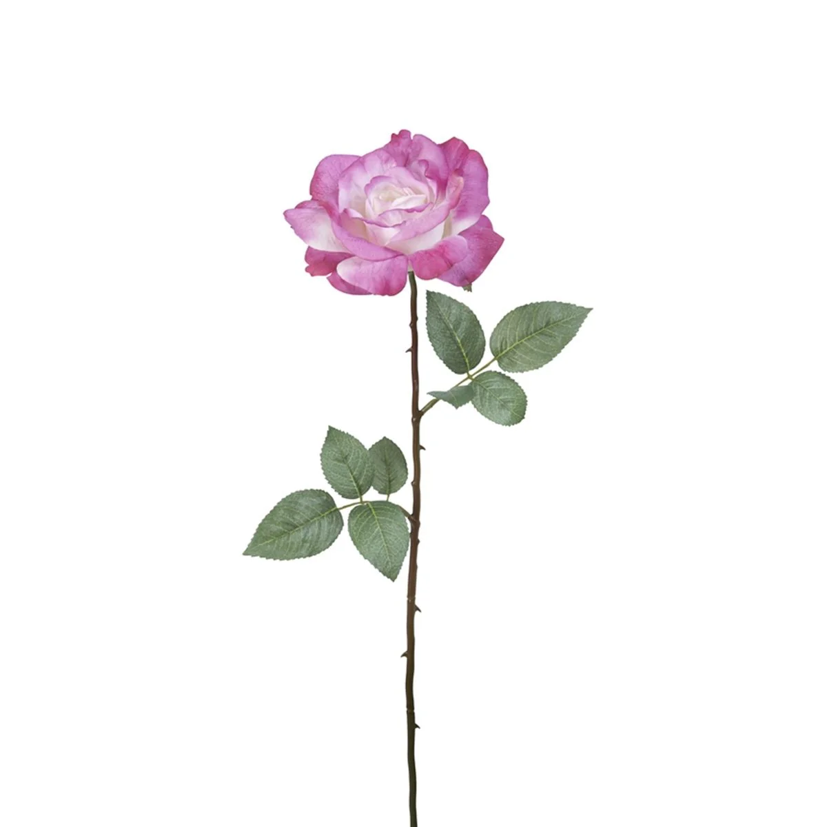 Tige de Rose Sophie fermée - Image 7
