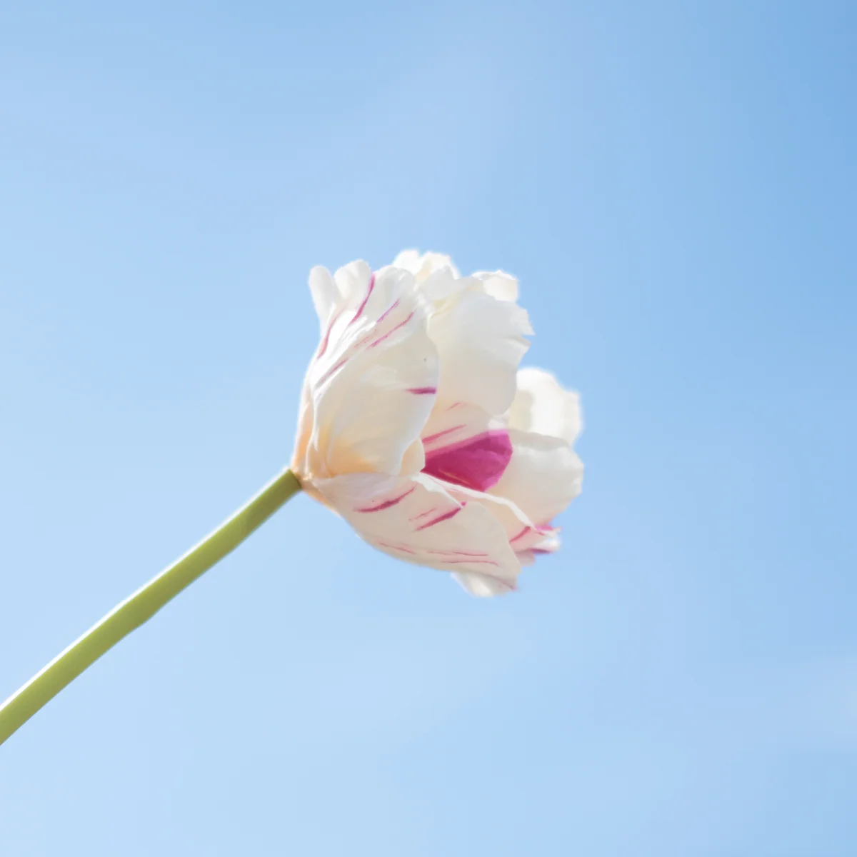 Tige de Tulipe double - Image 3
