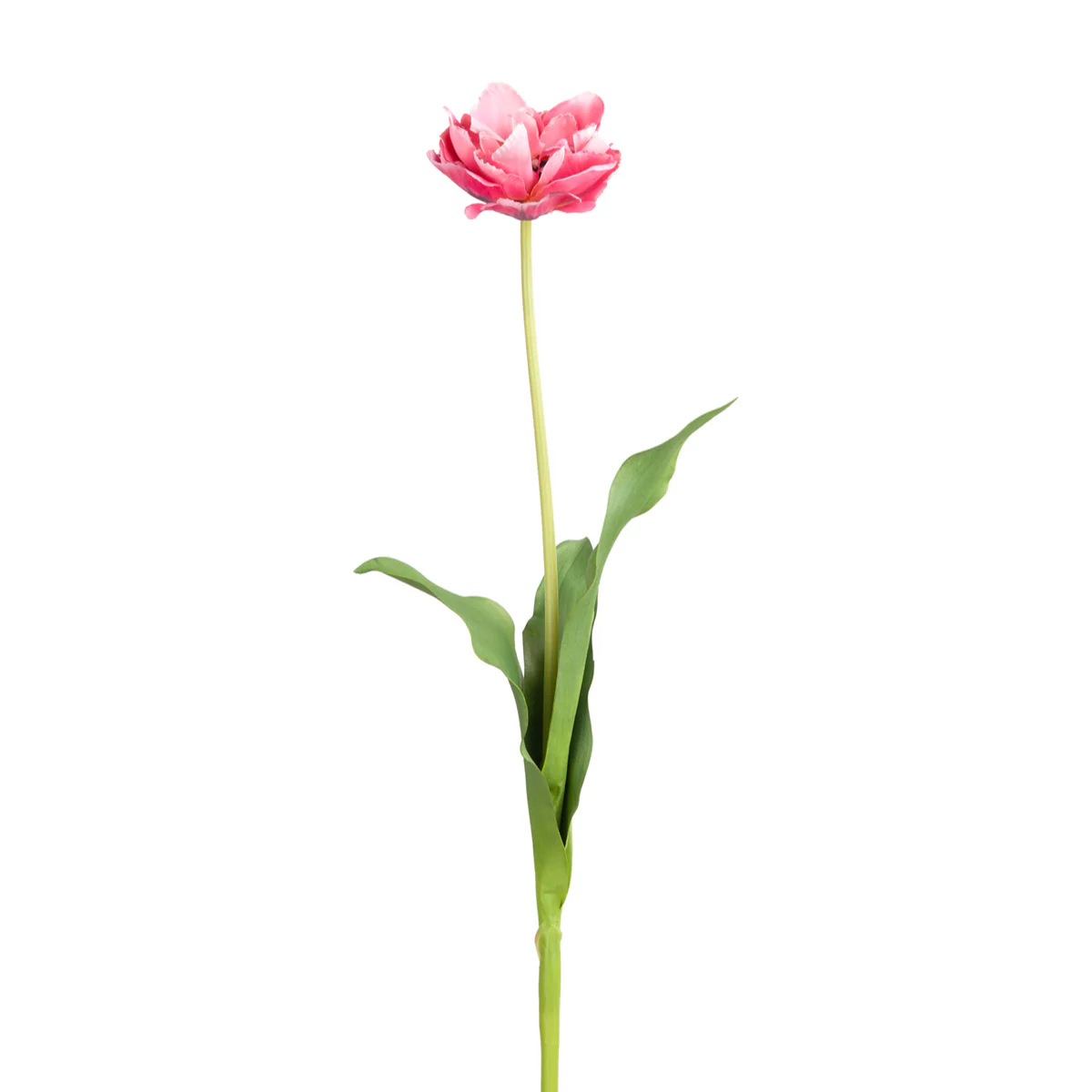 Tige de Tulipe double - Image 4