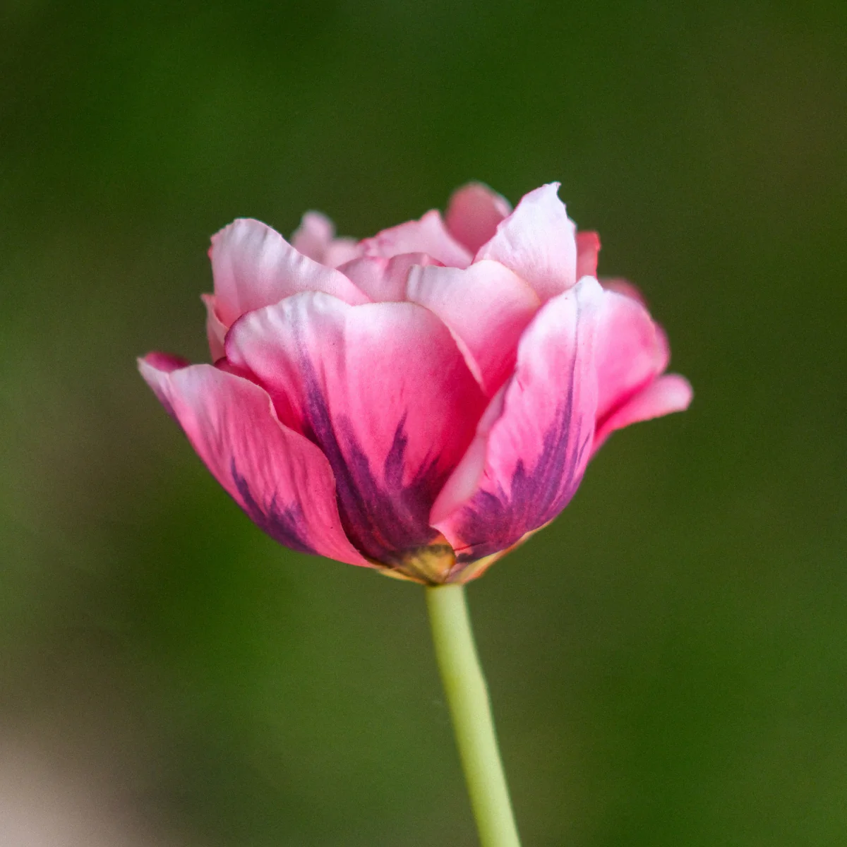 Tige de Tulipe double - Image 5