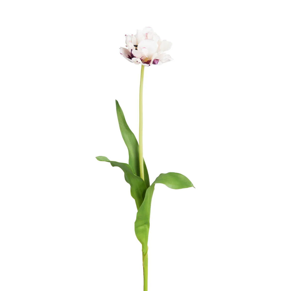 Tige de Tulipe double - Image 7