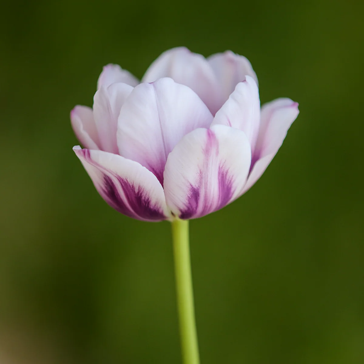 Tige de Tulipe double - Image 8