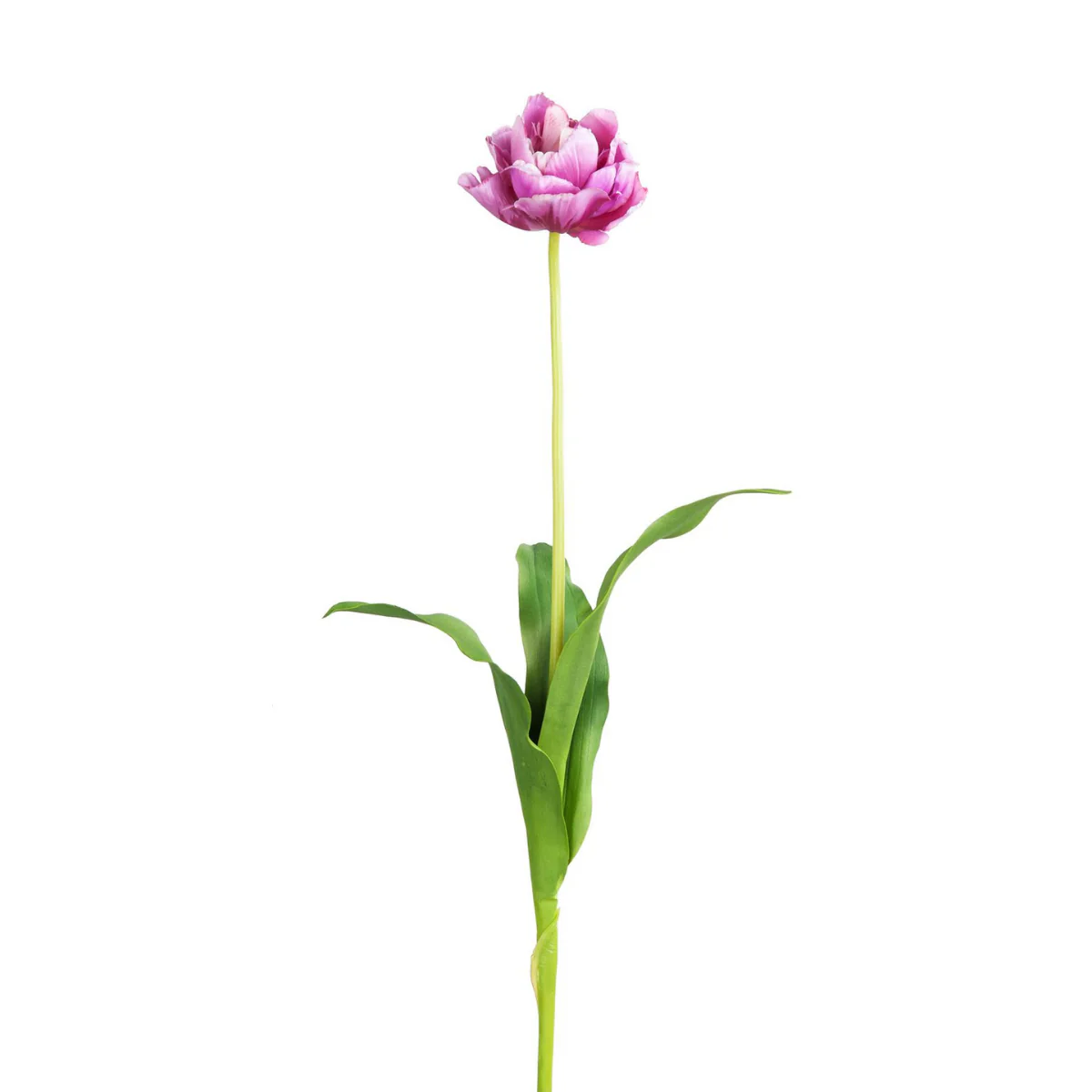 Tige de Tulipe double - Image 9
