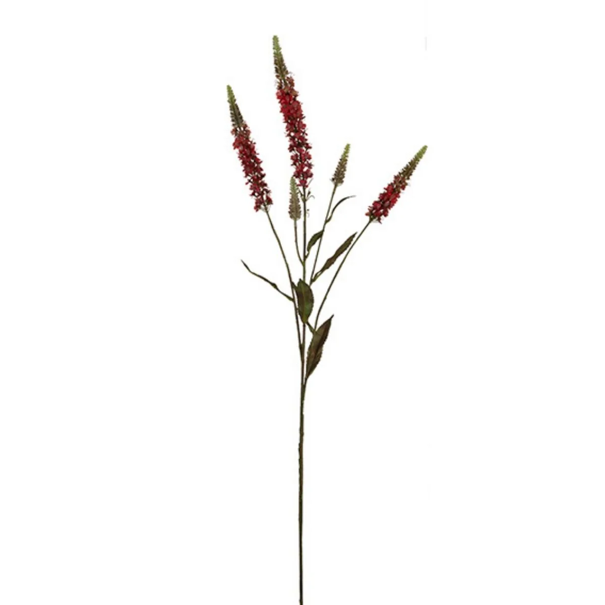 Tige de Véronique - Image 3