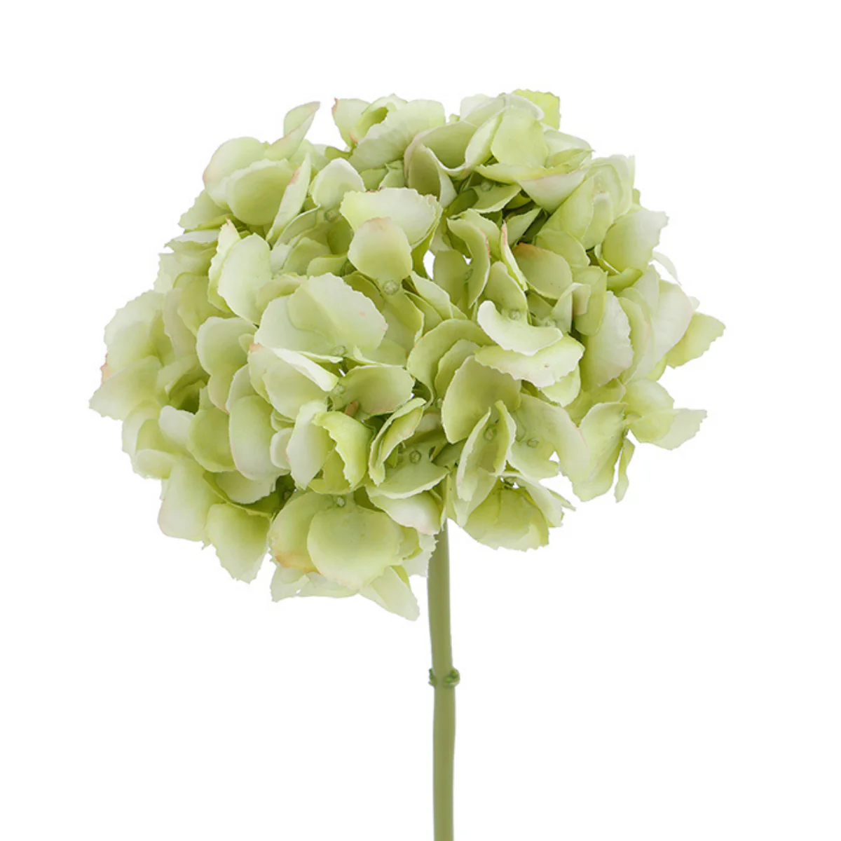 Tige d'Hortensia Premium 48cm - Image 7
