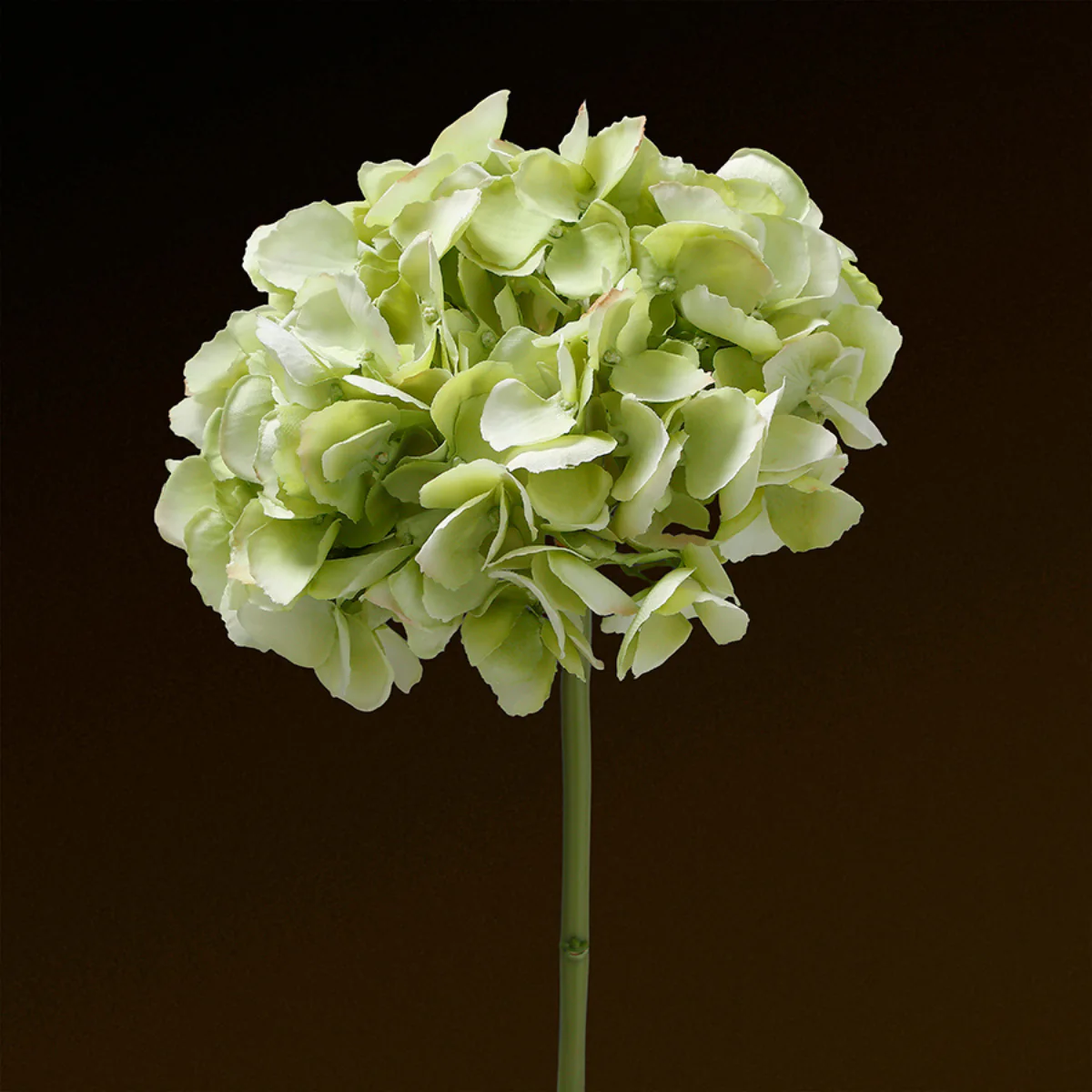 Tige d'Hortensia Premium 48cm - Image 8