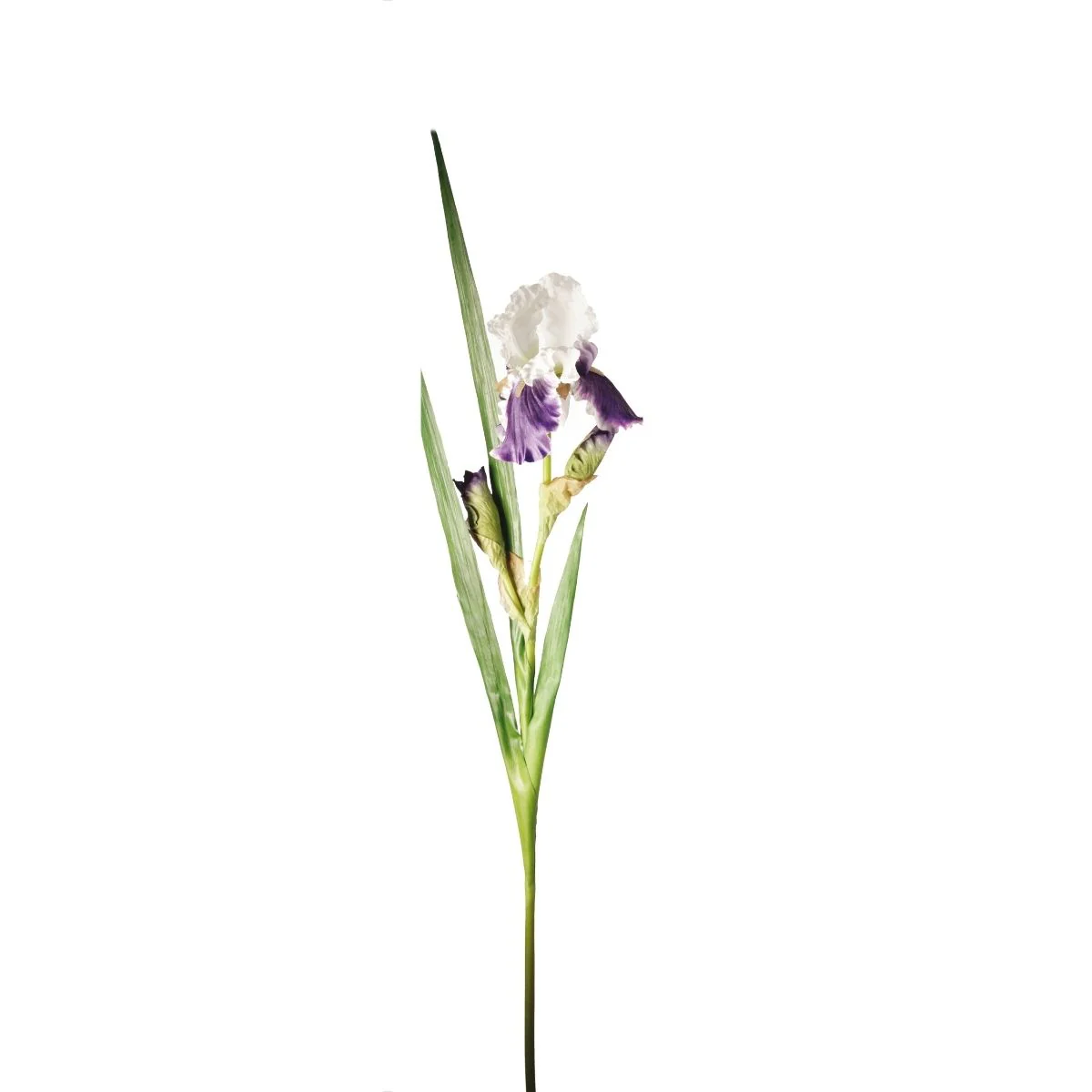Tige d'Iris