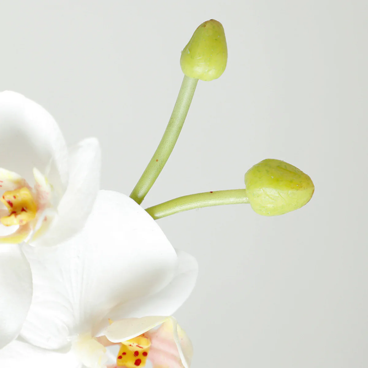 Tige d'Orchidée Premium 72cm - Image 4