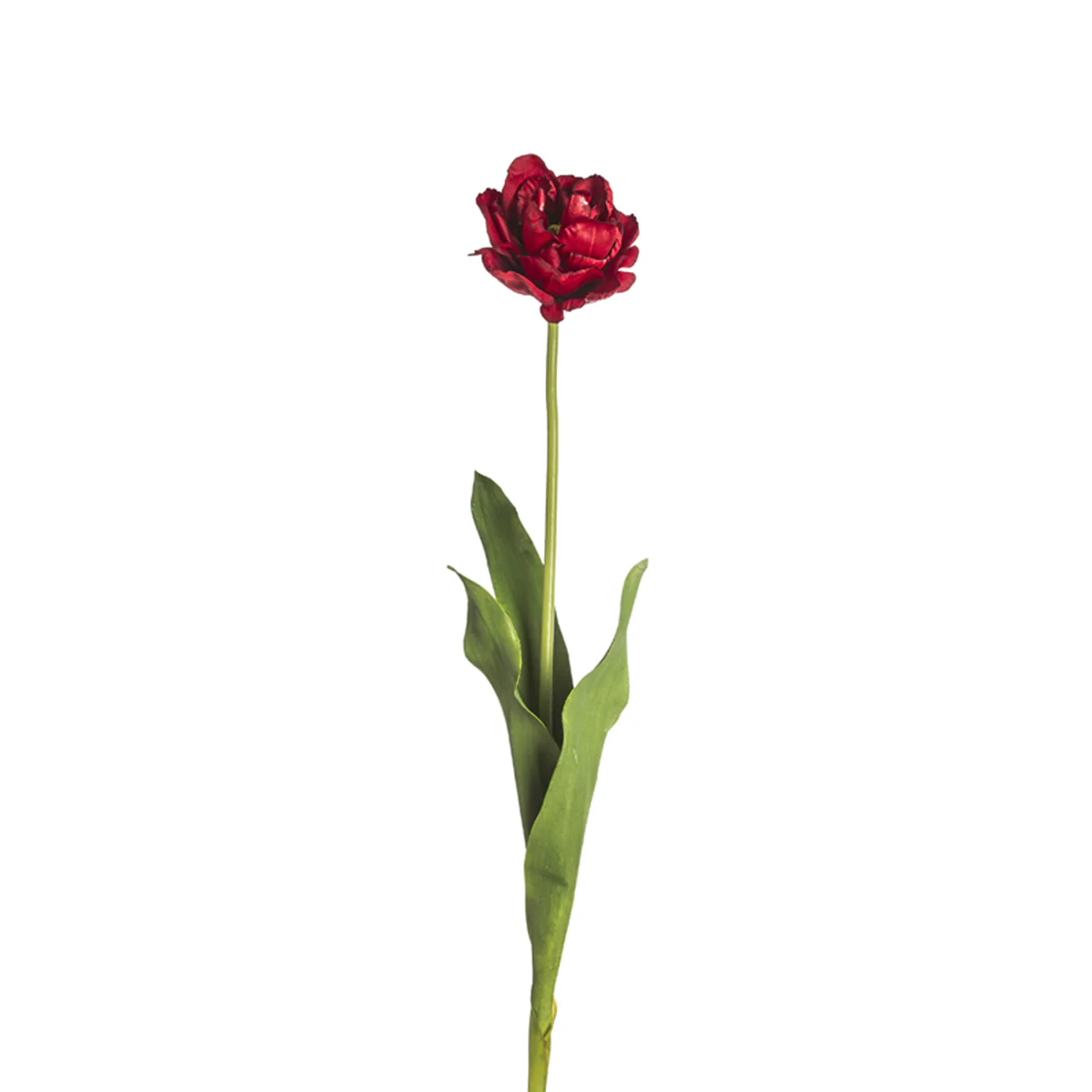 Tige de Tulipe Double Nina - Image 3