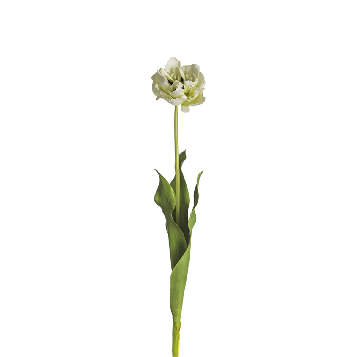 Tige de Tulipe Double Nina - Image 5