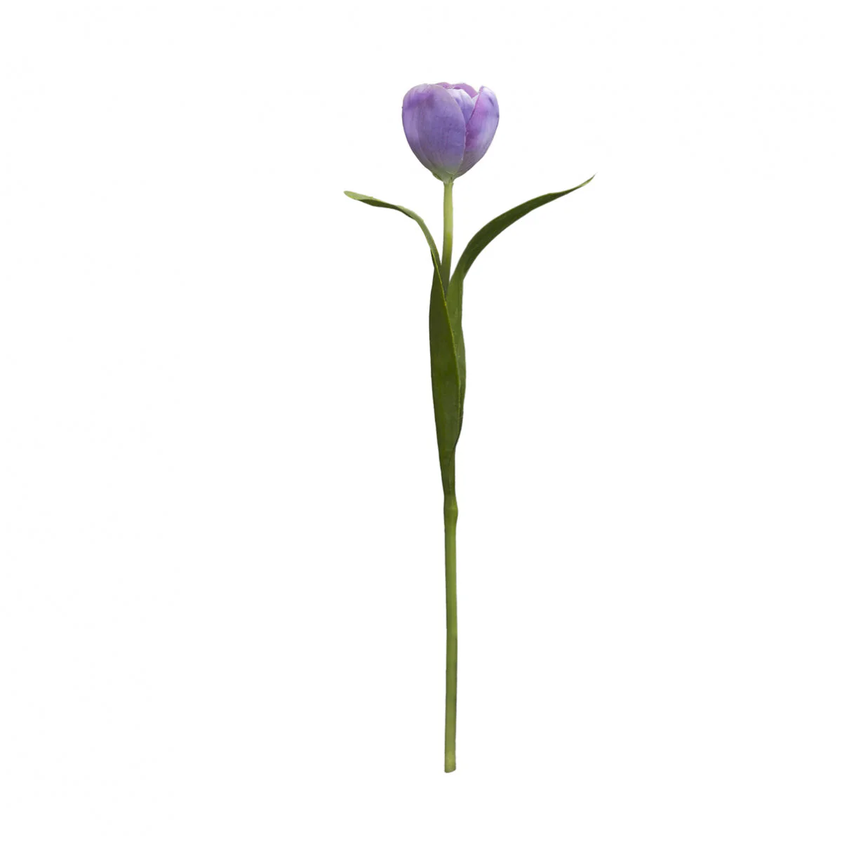 Tige de Tulipe Emilia - Image 3
