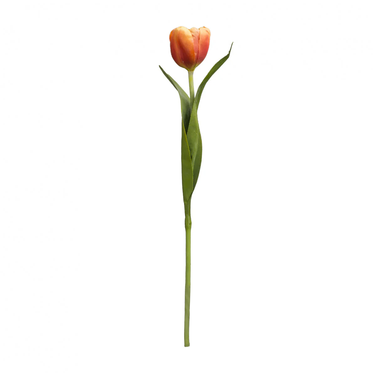 Tige de Tulipe Emilia - Image 7