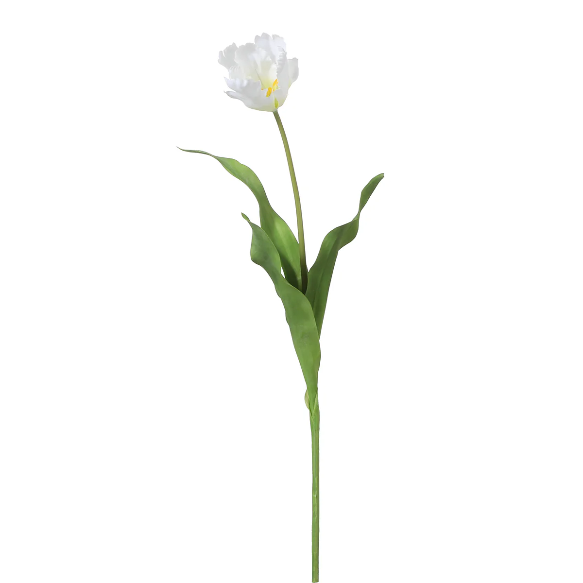 Tige de Tulipe Perroquet - Image 10