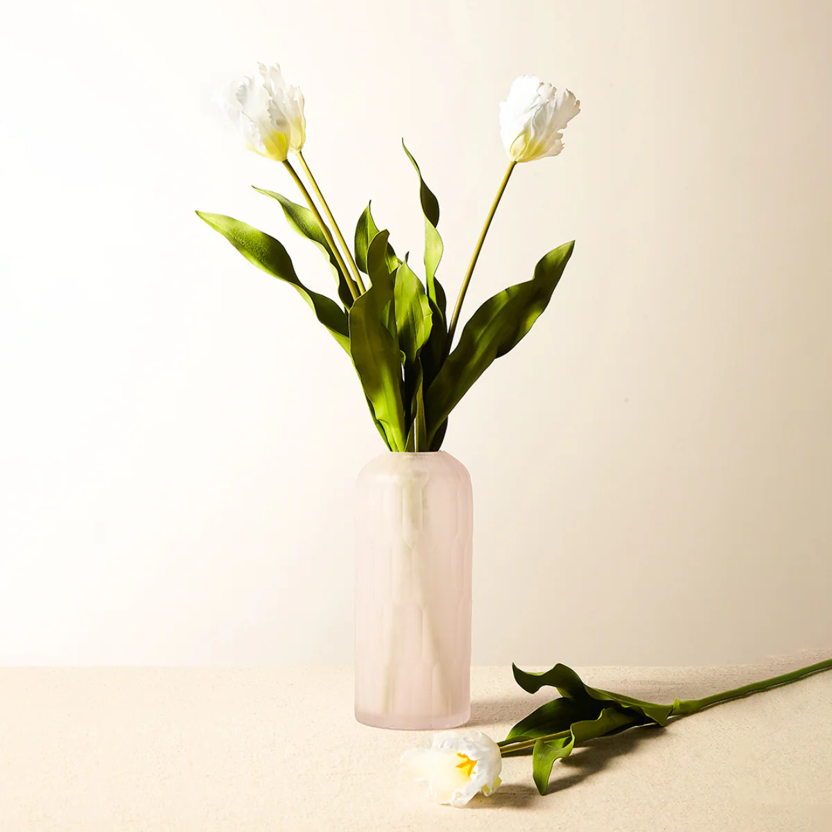 Tige de Tulipe Perroquet - Image 11