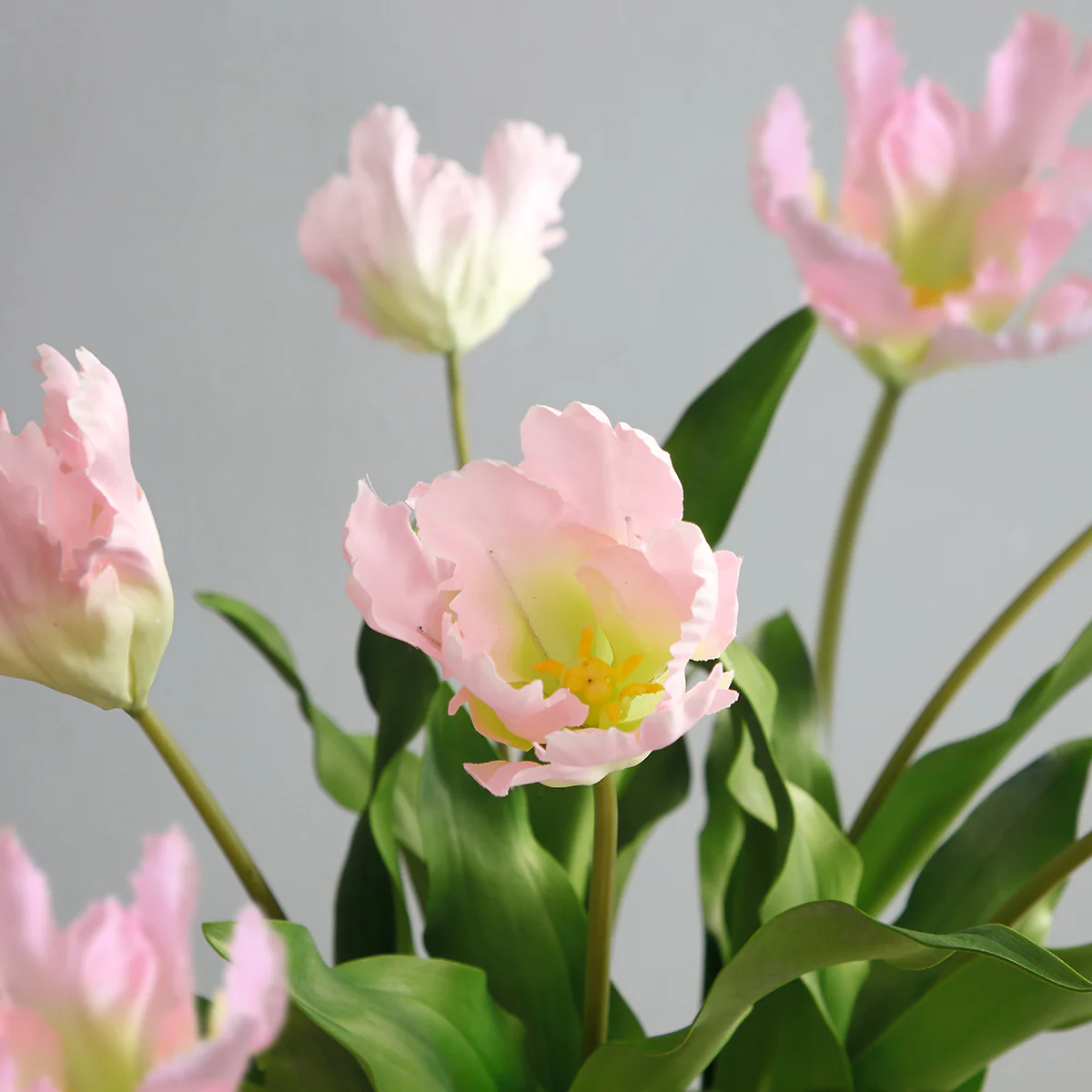 Tige de Tulipe Perroquet - Image 6