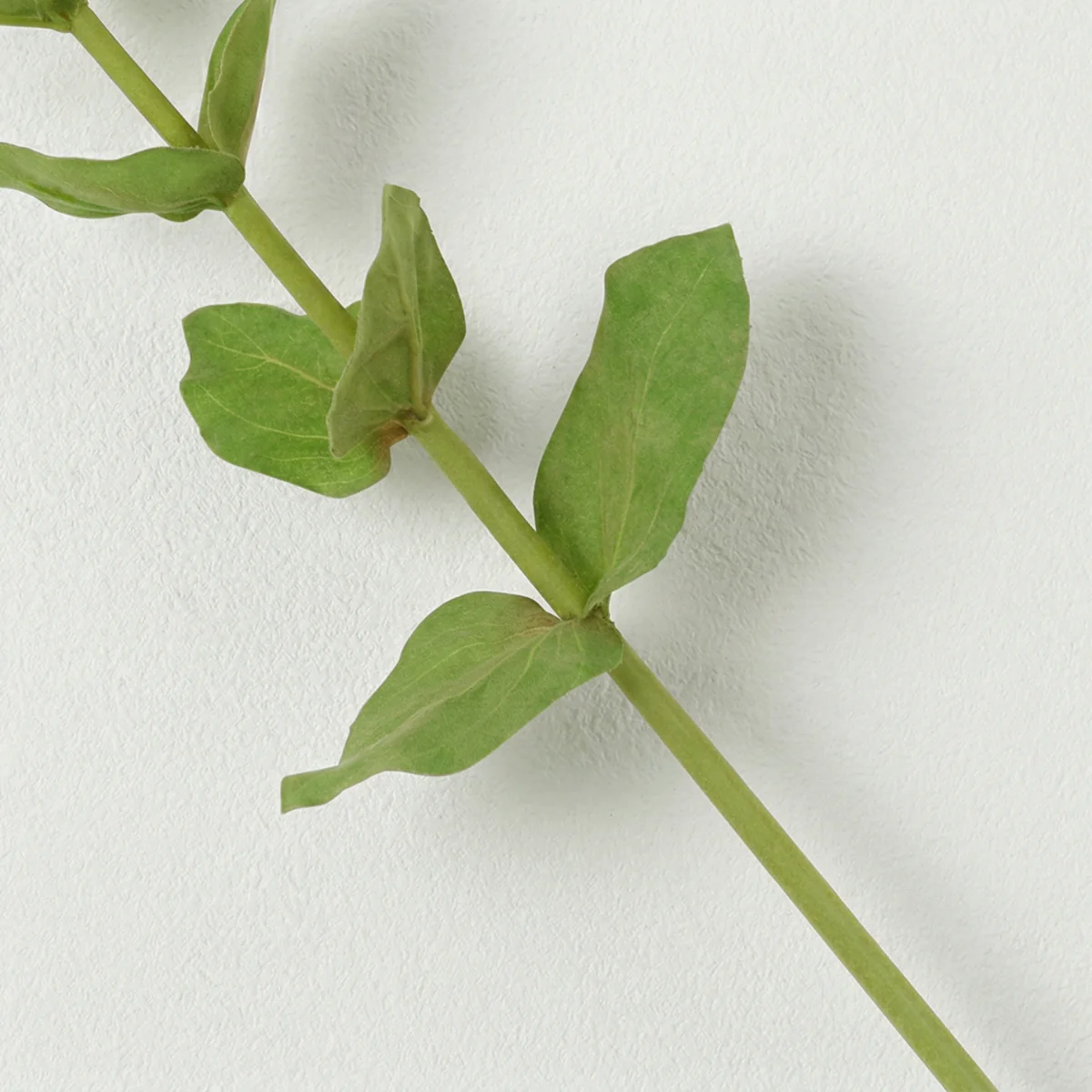 Tige de Zinnia Premium - Image 4
